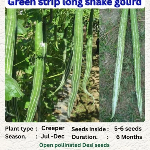 GREEN STRIP LONG SNAKE GOURD SEEDS - THAAYAGAM NATURALS