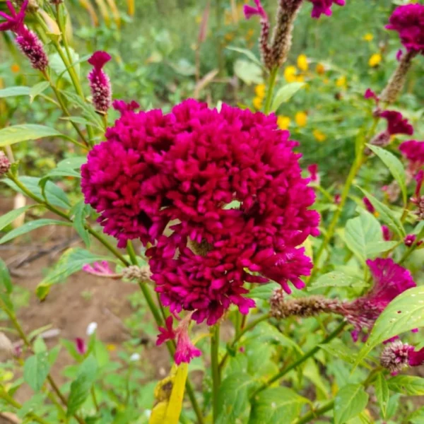 KOZHLIKONDAI FLOWER SEEDS - THAAYAGAM NATURALS