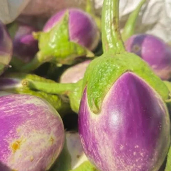 MANAPPARAI BRINJAL SEEDS - THAAYAGAM NATURALS