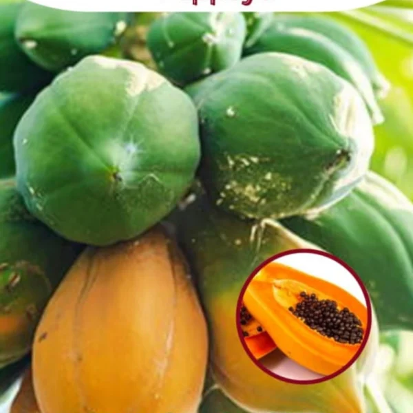 PAPPAYA SEEDS - THAAYAGAM NATURALS