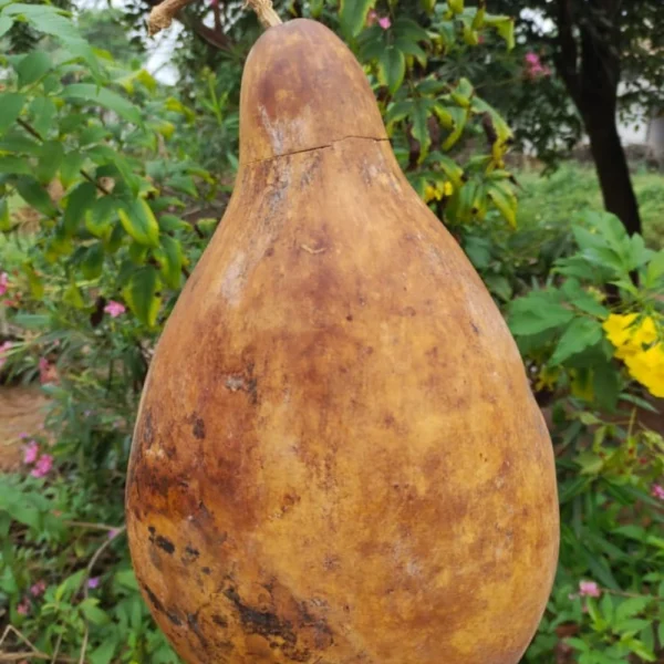 POT BOTTLE GOURD SEEDS - THAAYAGAM NATURALS