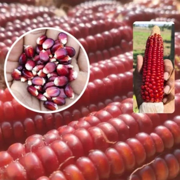 RED MAIZE SEEDS - THAAYAGAM NATURALS