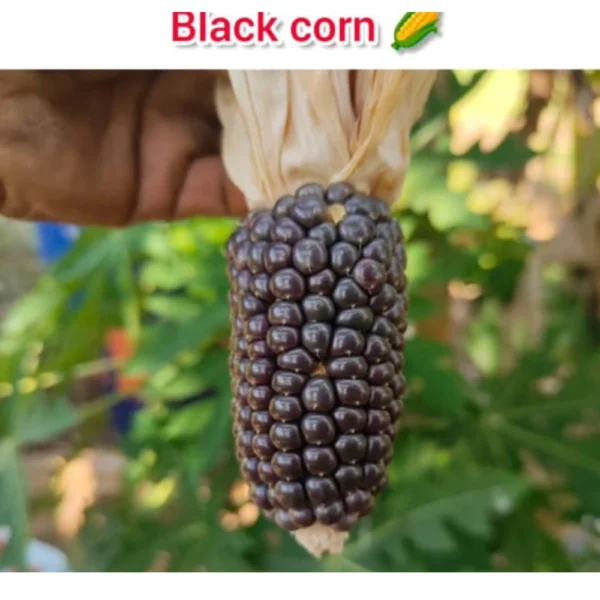 BLACK CORN SEEDS - THAAYAGAM NATURALS