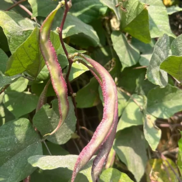 SLIM BEAN SEEDS - THAAYAGAM NATURALS