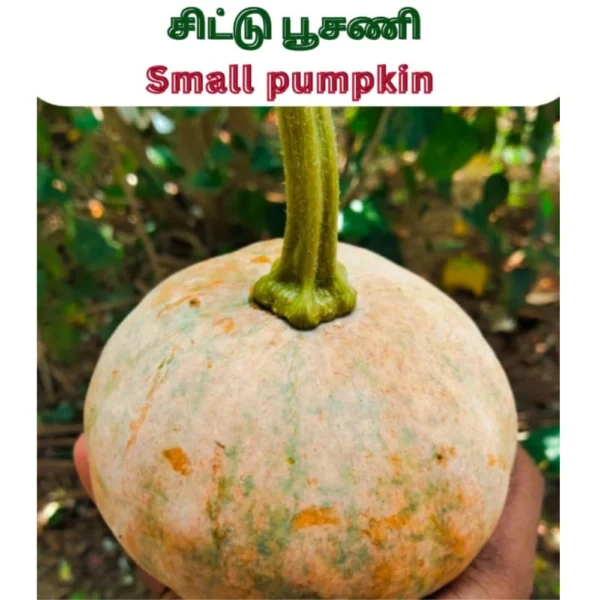 SMALL PUMPKIN SEEDS - THAAYAGAM NATURALS