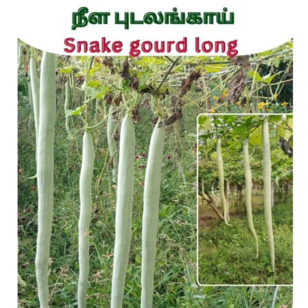 SNAKE GUARD LONG SEEDS - THAAYAGAM NATURALS