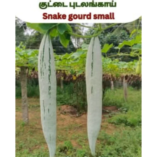 SNAKE GUARD SMALL SEEDS - THAAYAGAM NATURALS