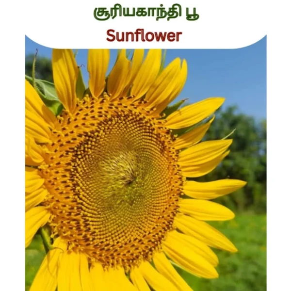 SUNFLOWER SEEDS - THAAYAGAM NATURALS