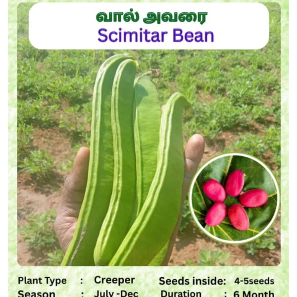 SWORD BEEN CREEPER SEEDS - THAAYAGAM NATURALS
