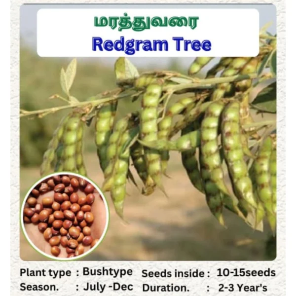 TREE REDGRAM SEEDS - THAAYAGAM NATURALS