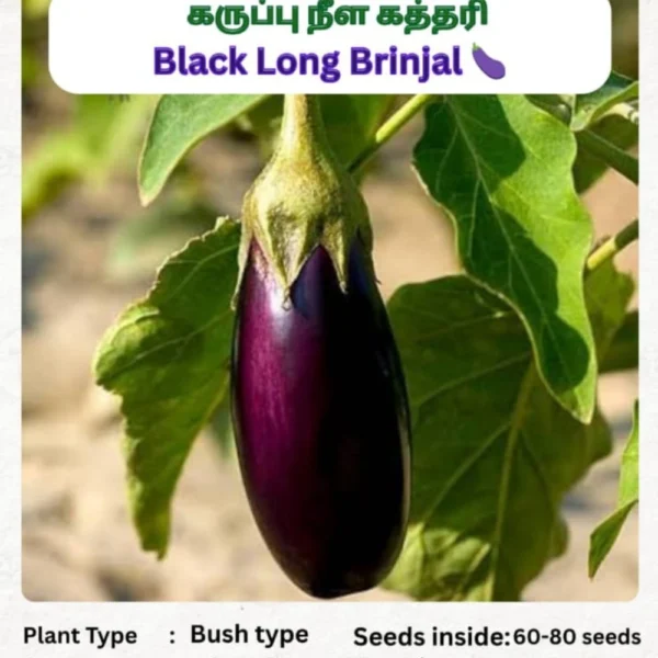 BLACK LONG BRINJAL SEEDS - THAAYAGAM NATURALS