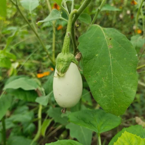 WHITE BRINJAL SEEDS - THAAYAGAM NATURALS