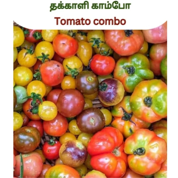 TOMATO COMBO SEEDS - THAAYAGAM NATURALS