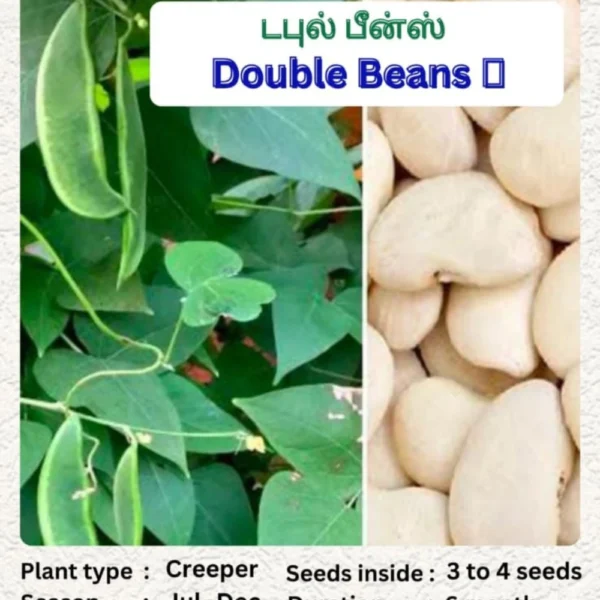 WHITE DOUBLE BEANS SEEDS - THAAYAGAM NATURALS