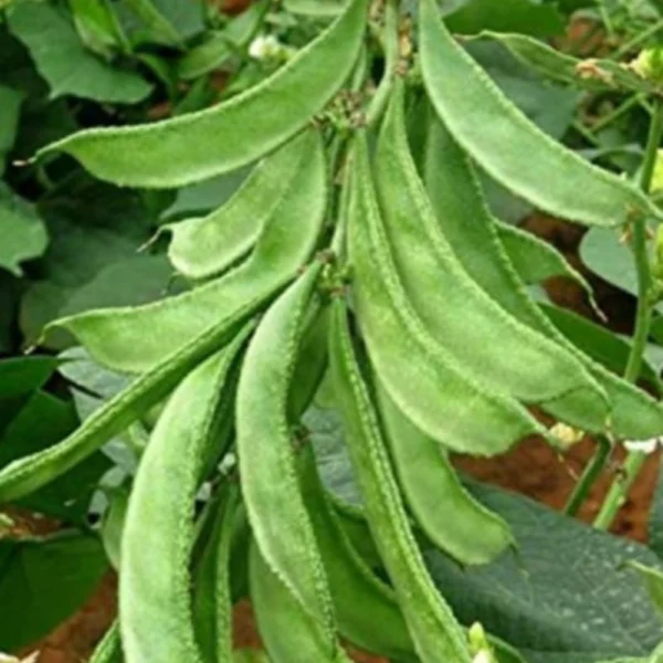 BROAD BEANS SEEDS - THAAYAGAM NATURALS